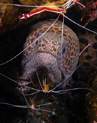 Moray and cleaner shrimp, Tulamben by Doug Anderson 